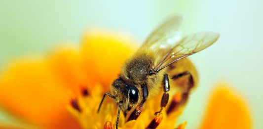 plant diversity, bee conservation