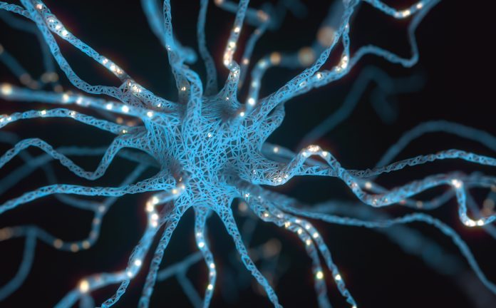 unpredictable stress, neuron