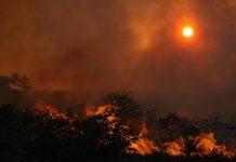 the impact of wildfires, trees