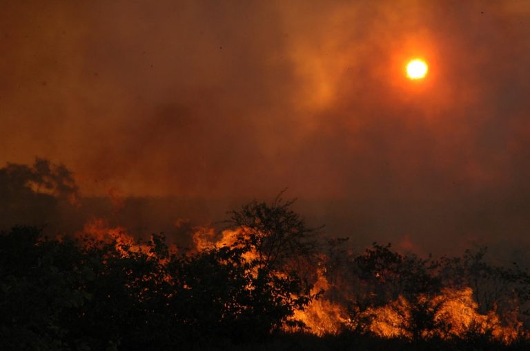 the impact of wildfires, trees