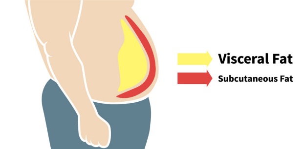 body composition, fat