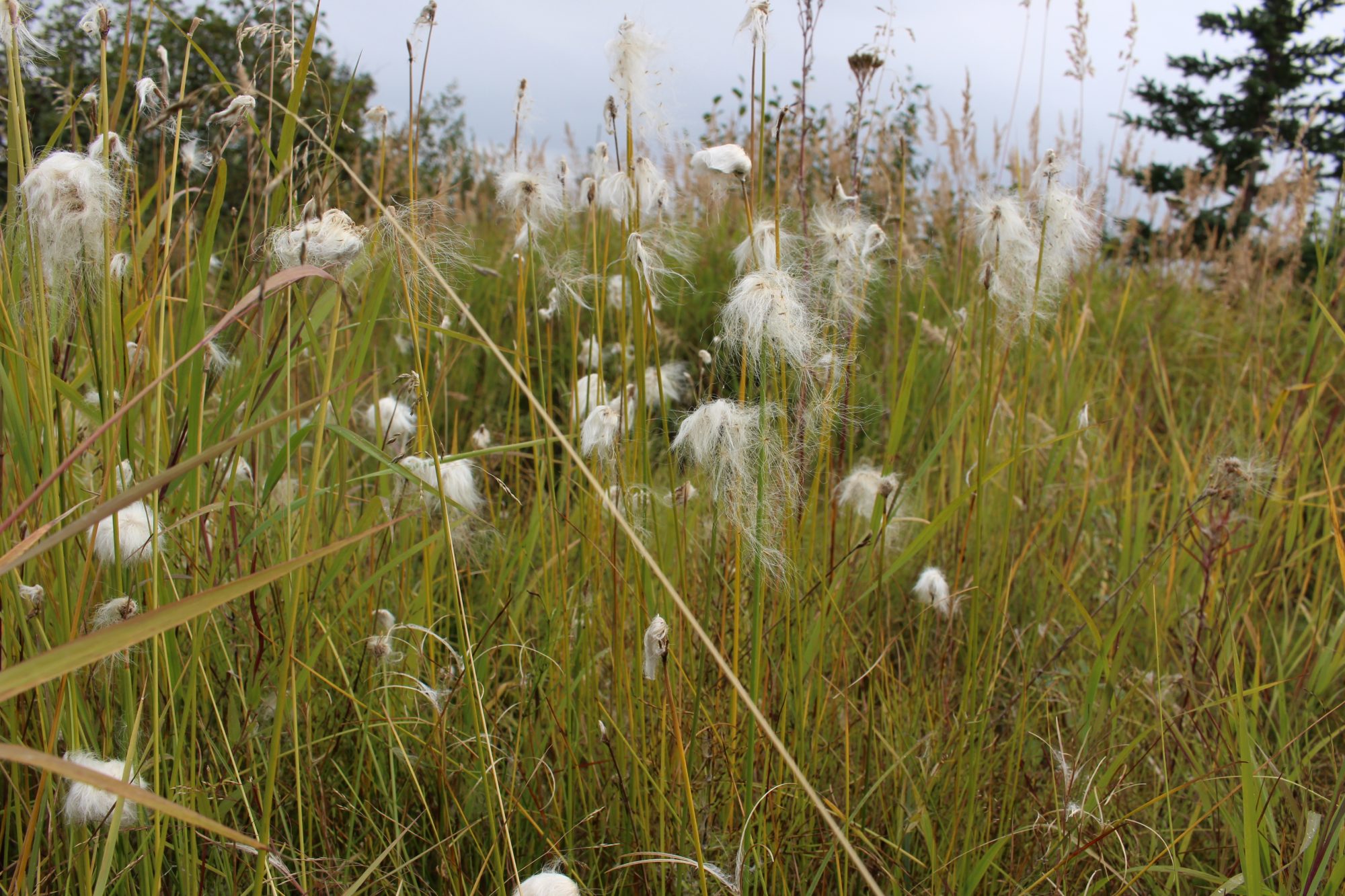 arctic tundra vegetation, earth and life