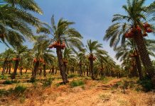 Date palm