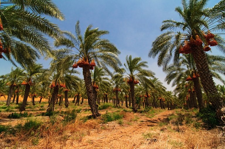 Date palm