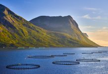 intensive fish farming