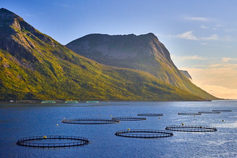 intensive fish farming