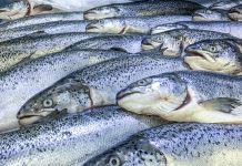 farmed salmon and trout, delousing