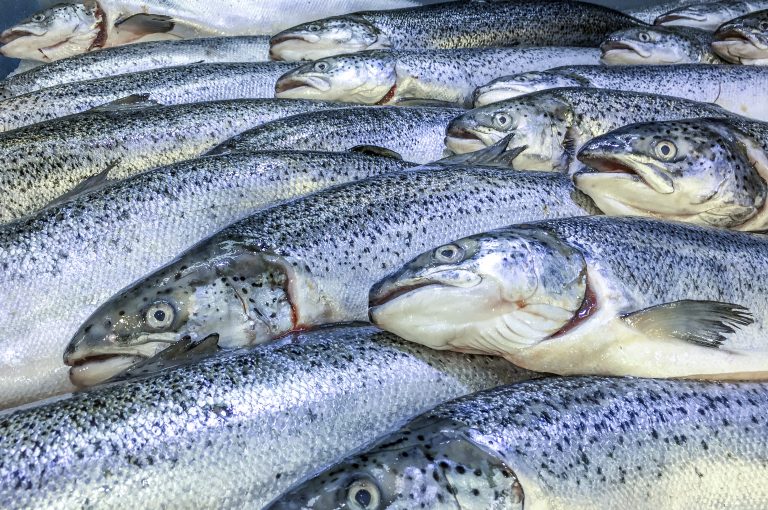 farmed salmon and trout, delousing