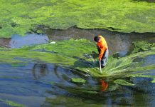 spirulina biomass, spiralG