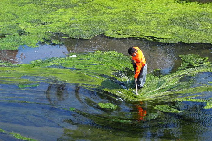 spirulina biomass, spiralG