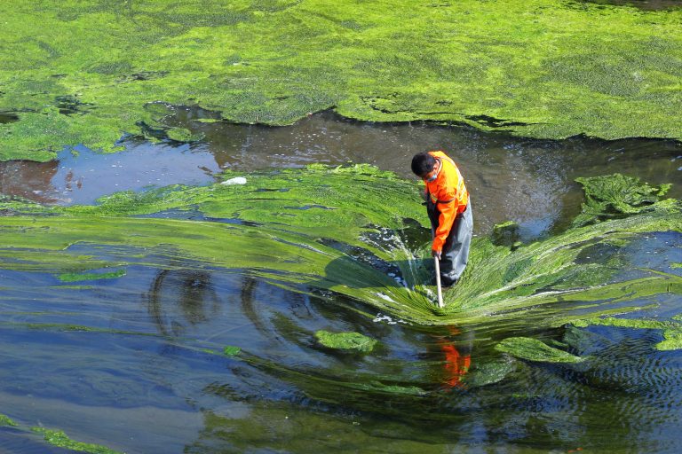 spirulina biomass, spiralG