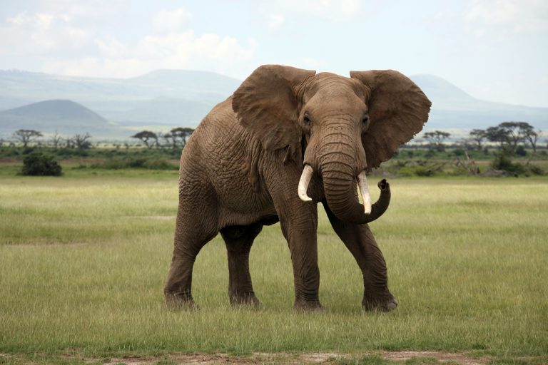 elephant coexistence, elephant