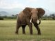 elephant coexistence, elephant