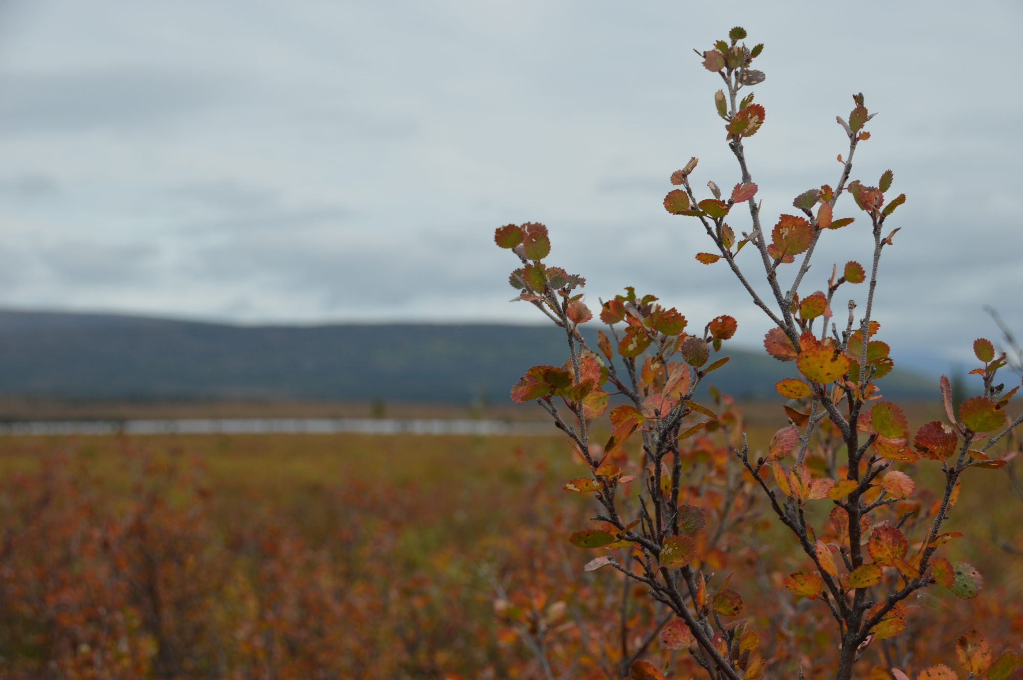 arctic tundra vegetation, earth and life