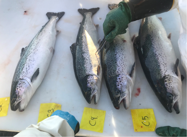 farmed salmon and trout, delousing