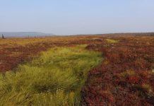 arctic tundra vegetation, earth and life