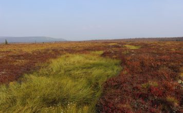 arctic tundra vegetation, earth and life