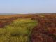 arctic tundra vegetation, earth and life