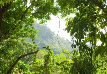 natural disturbance, forest