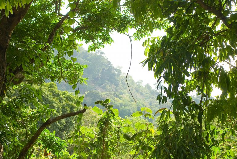 natural disturbance, forest