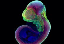 mice artificial wombs, mice embryos