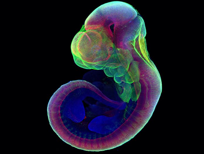 mice artificial wombs, mice embryos