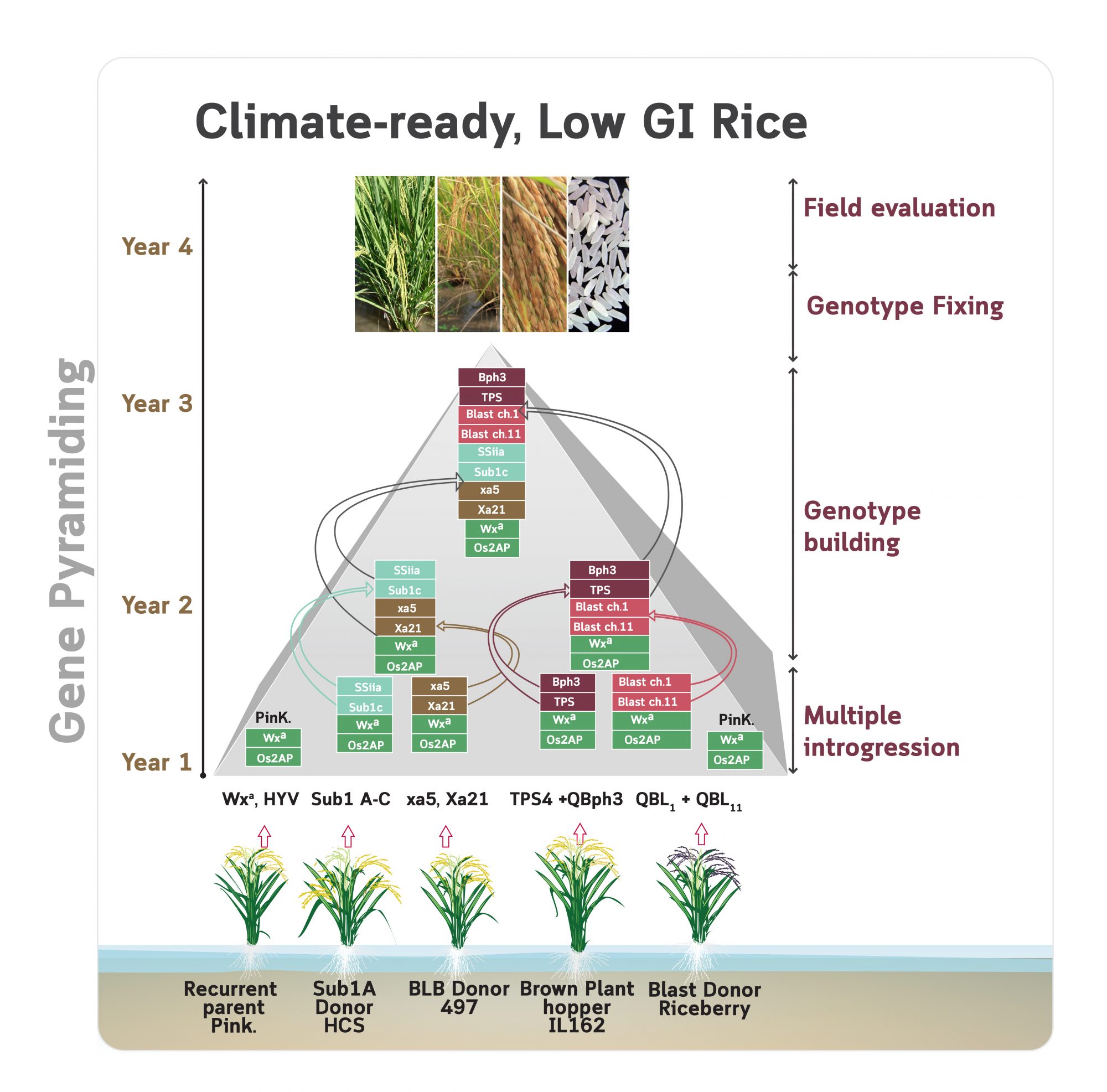 low glycemic rice, diabetes