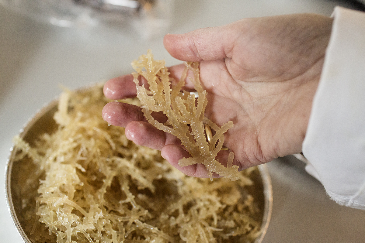 red seaweed, national food institute