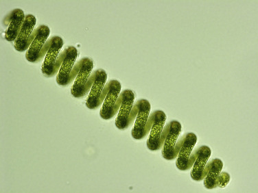 spirulina biomass, spiralG