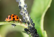 natural pest control, entomology