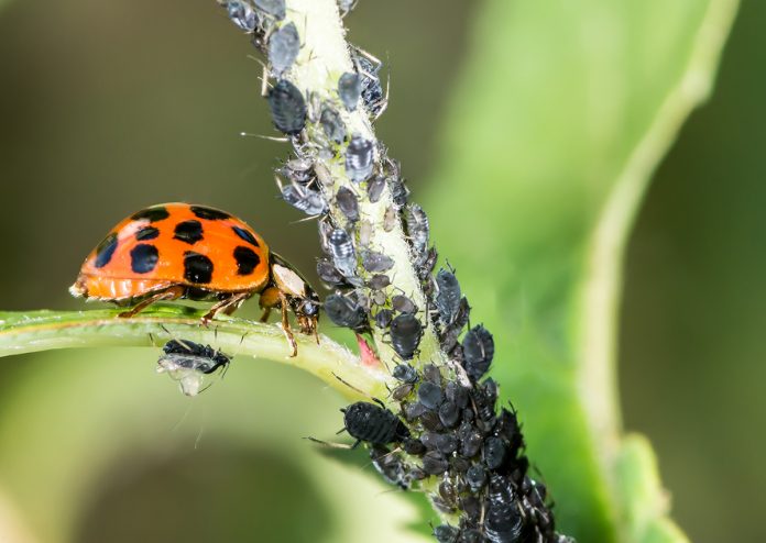 natural pest control, entomology