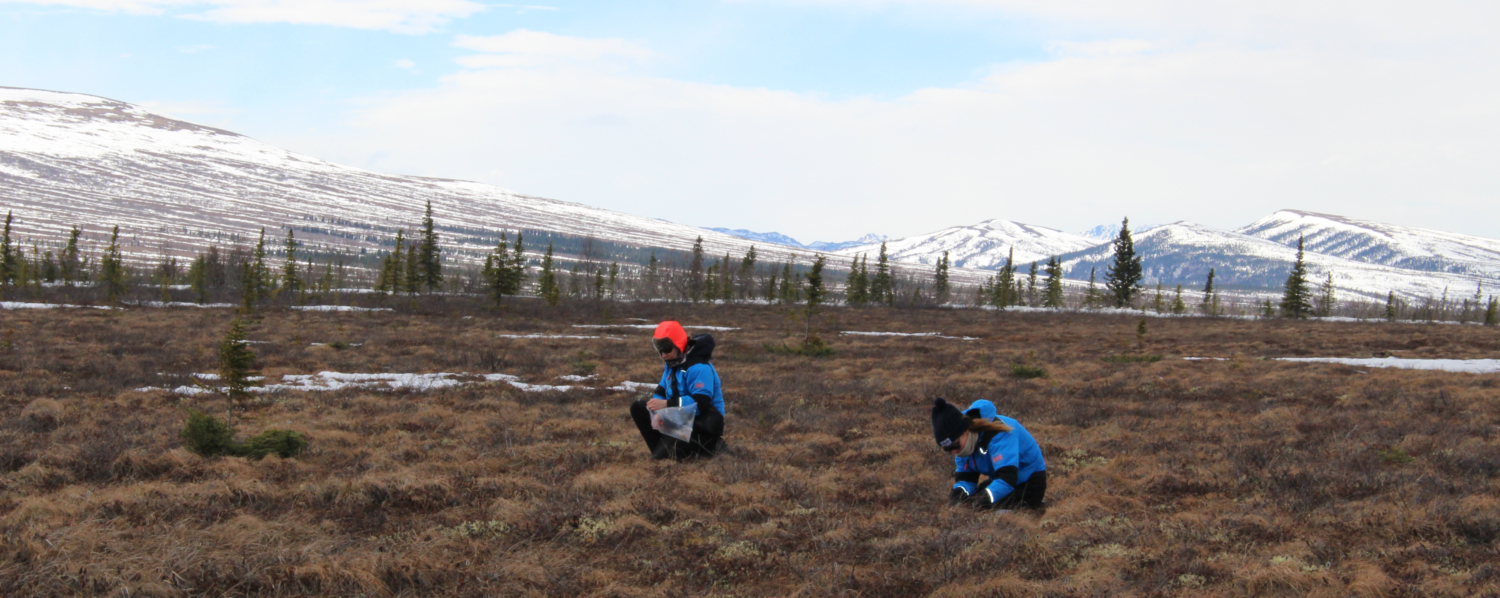 arctic tundra vegetation, earth and life