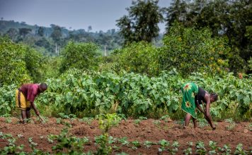 african food security