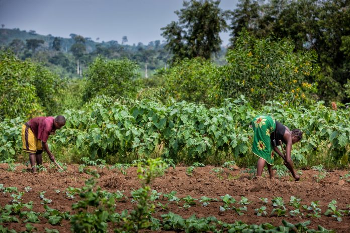 african food security