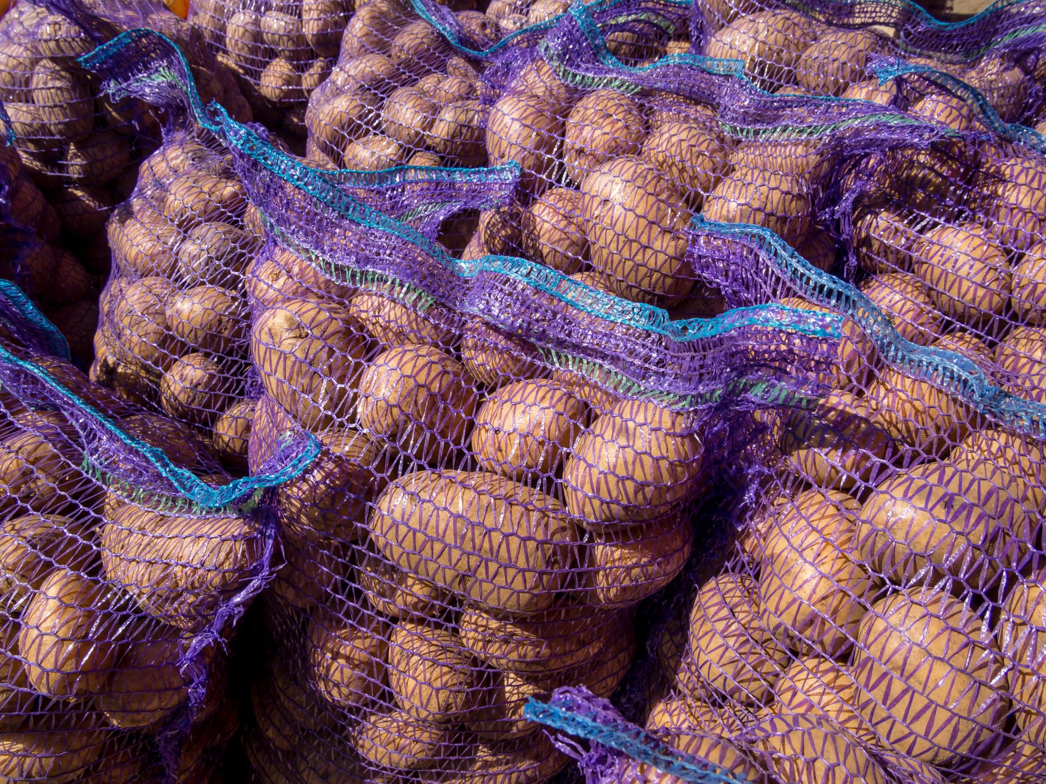 Defeating late blight disease of potato in sub-Saharan Africa