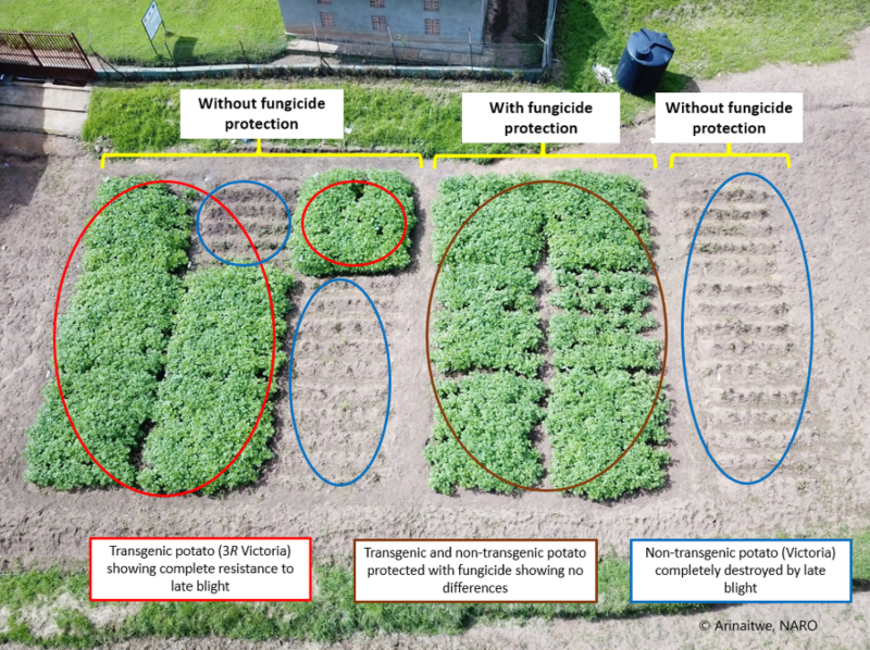 late blight disease, genetic