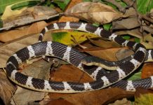 snake species asia, suzhen's krait