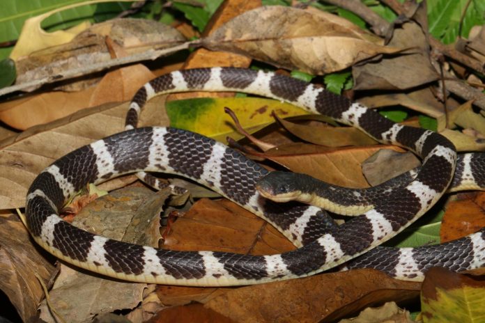 snake species asia, suzhen's krait