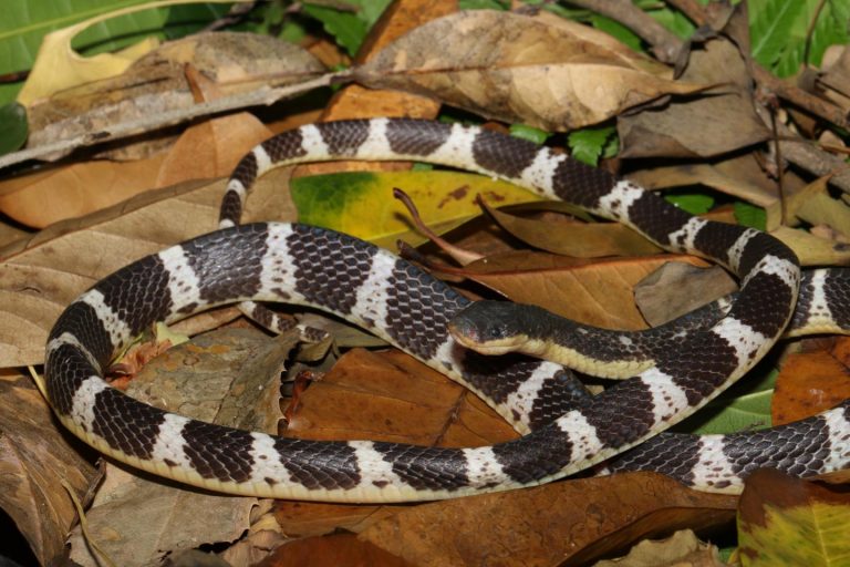 snake species asia, suzhen's krait