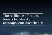 tropical forests, LEF