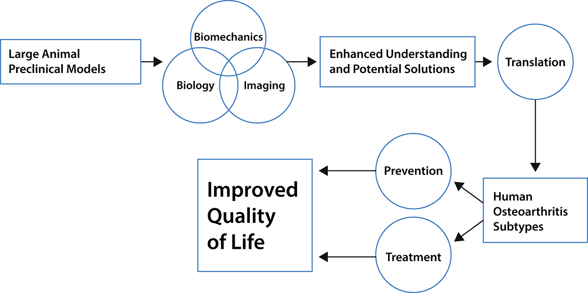 innovation in biomechanics, osteoarthritis 