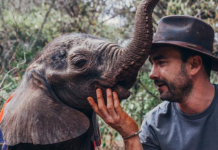 humans and elephants