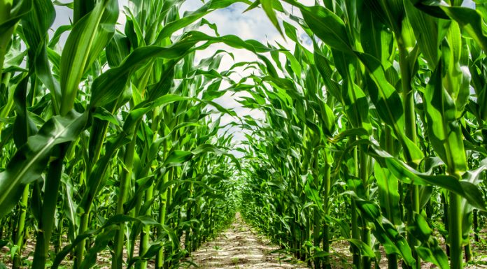 GE crops