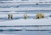 Arctic environmental data