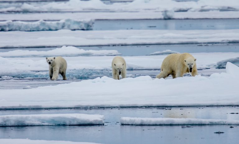 Arctic environmental data