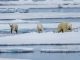 Arctic environmental data