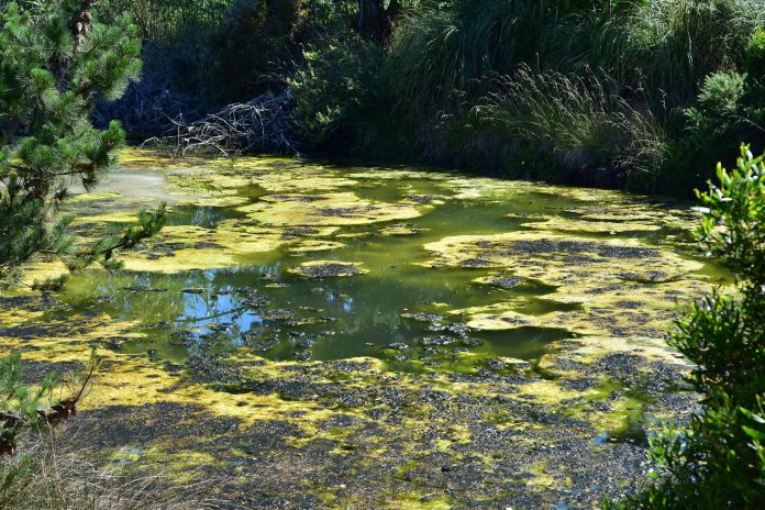 algal bloom, HAB