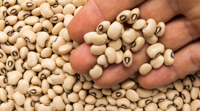 major insect pests, cowpea