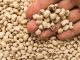 major insect pests, cowpea
