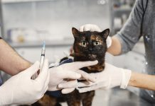 benefits of veterinary medicines